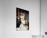 Beagle Profile Acrylic Print