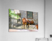 African antelope Acrylic Print