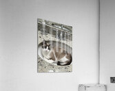 Cat in sink Acrylic Print