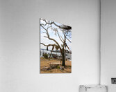 Tree after hurricane  Acrylic Print