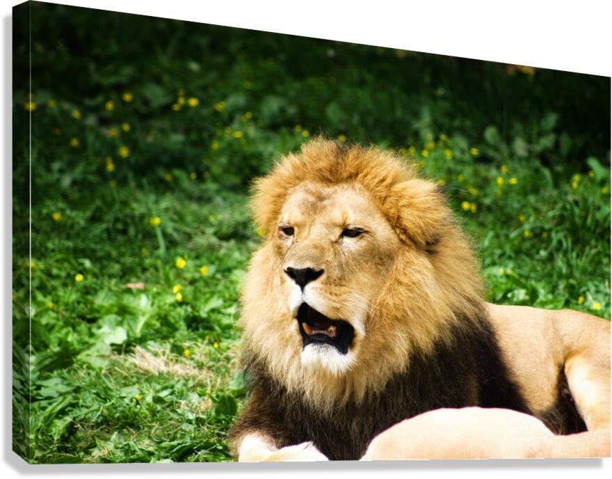 Yawning Lion Canvas Print