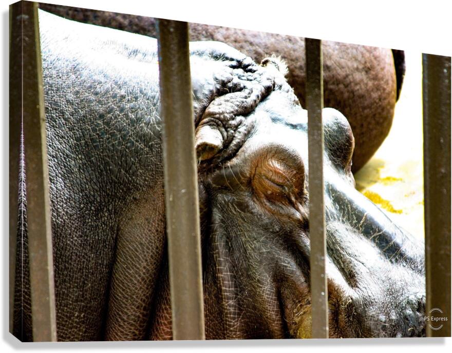 Hippopotamus Canvas Print