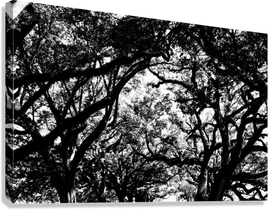 Tree branches at dusk Canvas Print