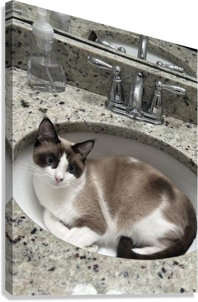 Cat in sink Canvas Print