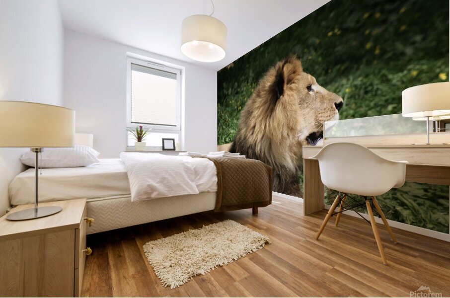 Lion looking right Mural print