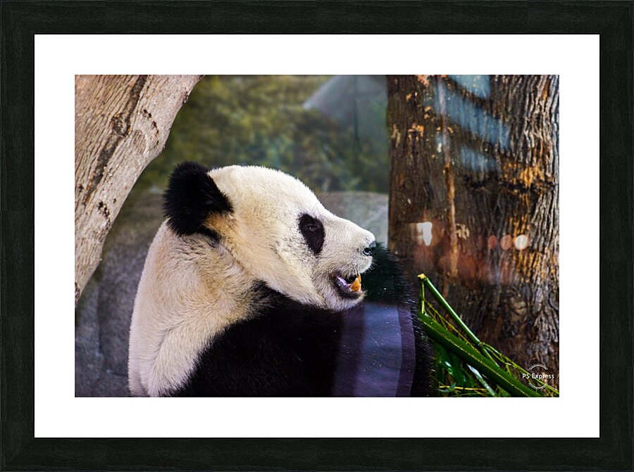 Panda Profile Picture Frame print