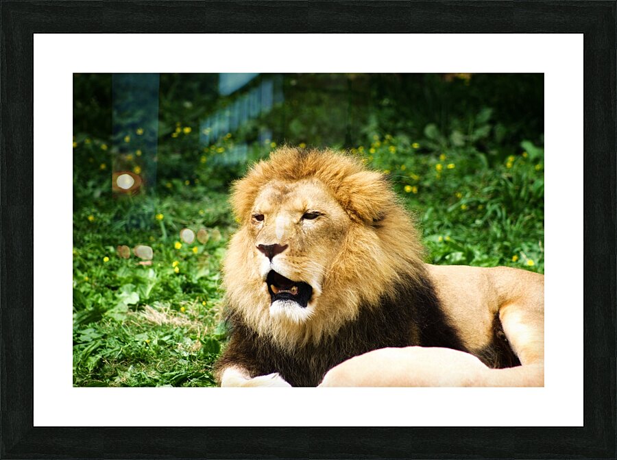 Yawning Lion Picture Frame print