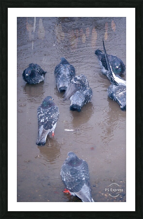 Grounded Birds Picture Frame print