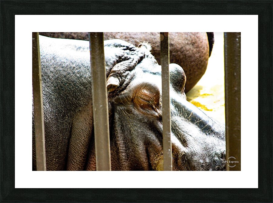 Hippopotamus Picture Frame print