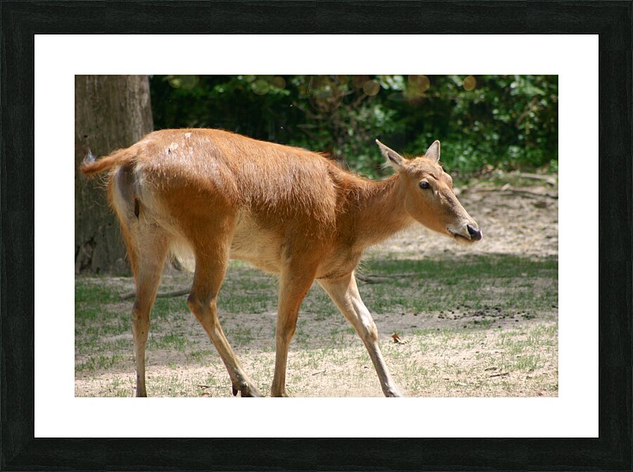 Deer Picture Frame print
