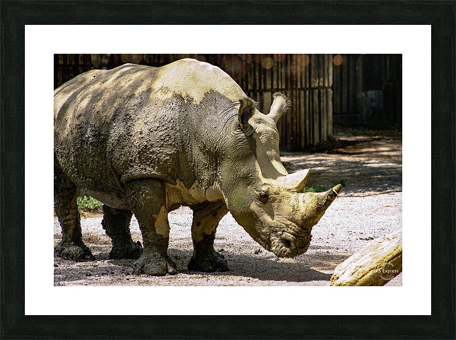 Rhinoceros Picture Frame print