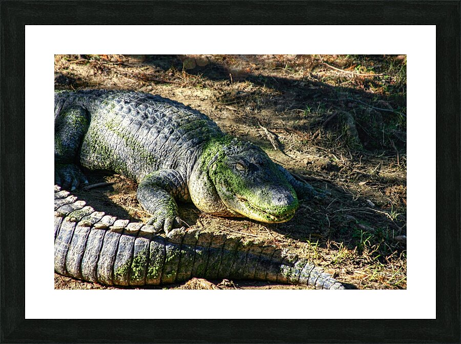 Alligator Picture Frame print