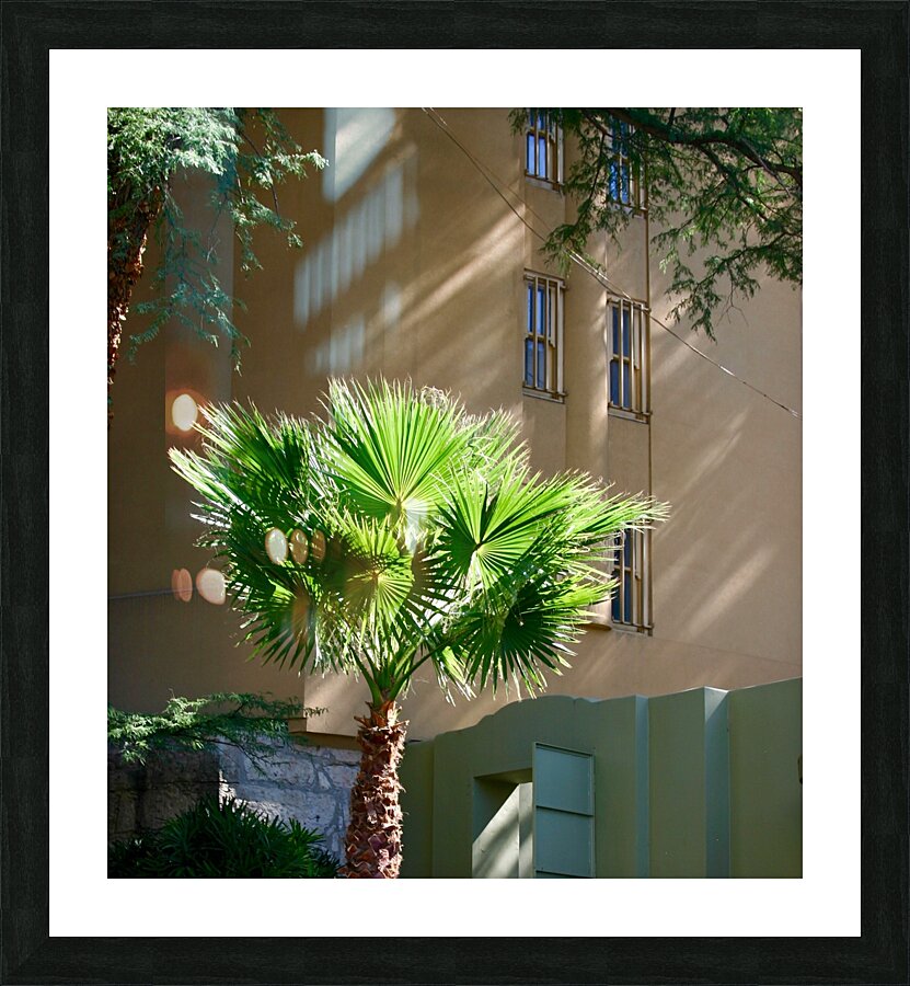Sunlit Palm Tree Picture Frame print