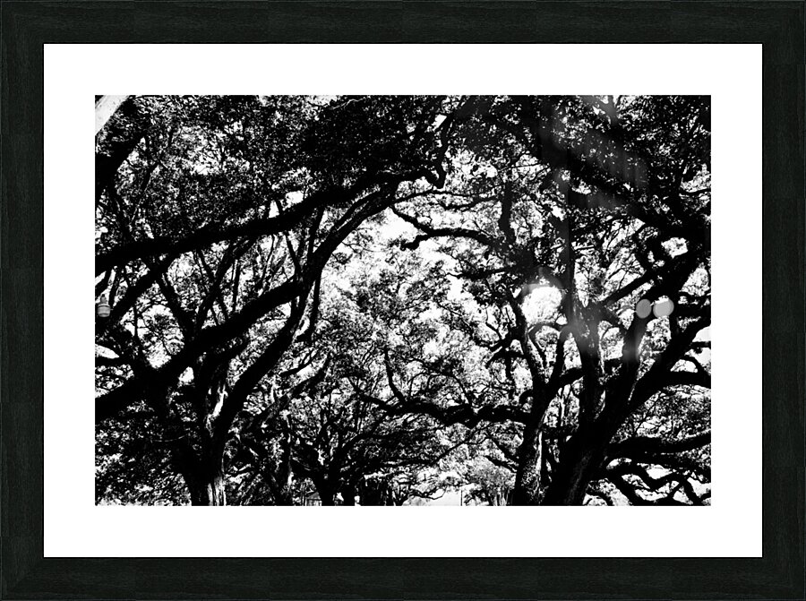 Tree branches at dusk Picture Frame print