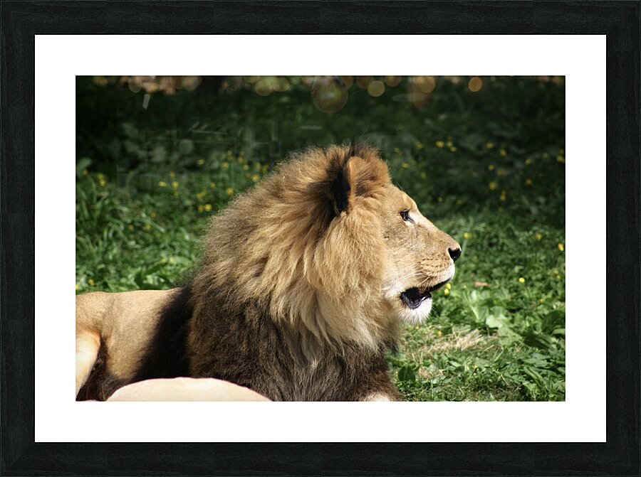 Lion looking right Picture Frame print