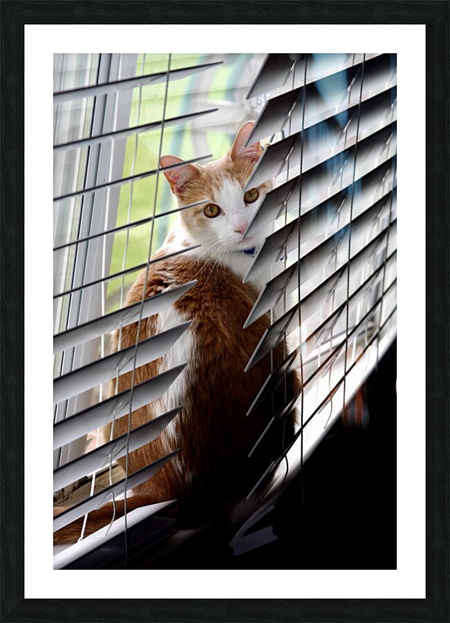 Cat in Blinds Picture Frame print