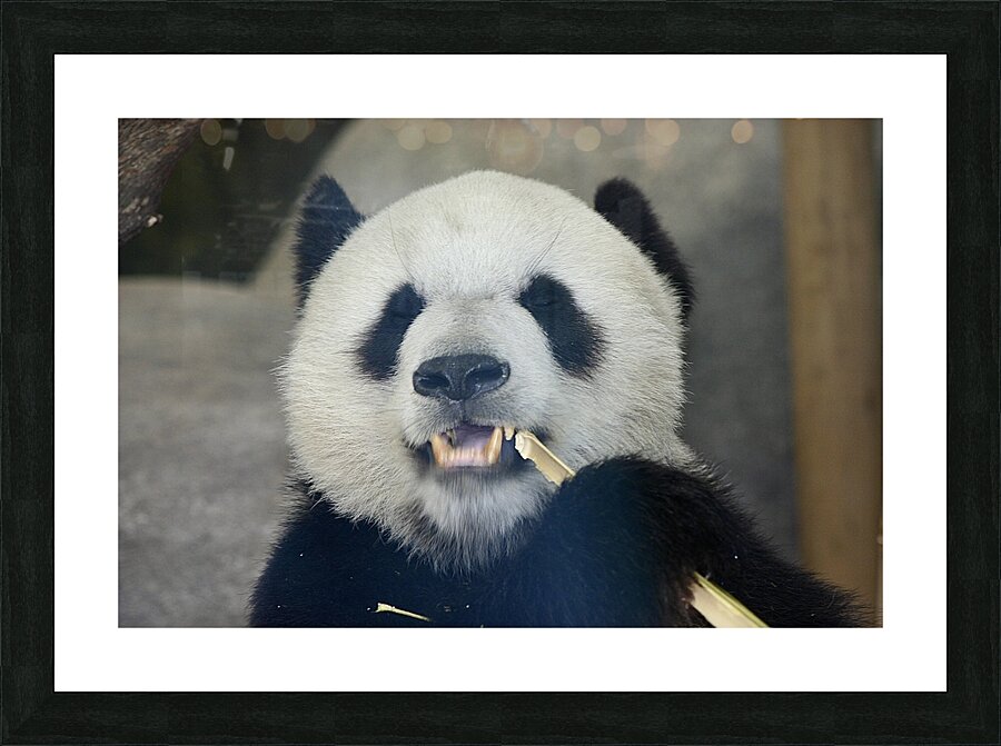 Panda eating stalk Picture Frame print