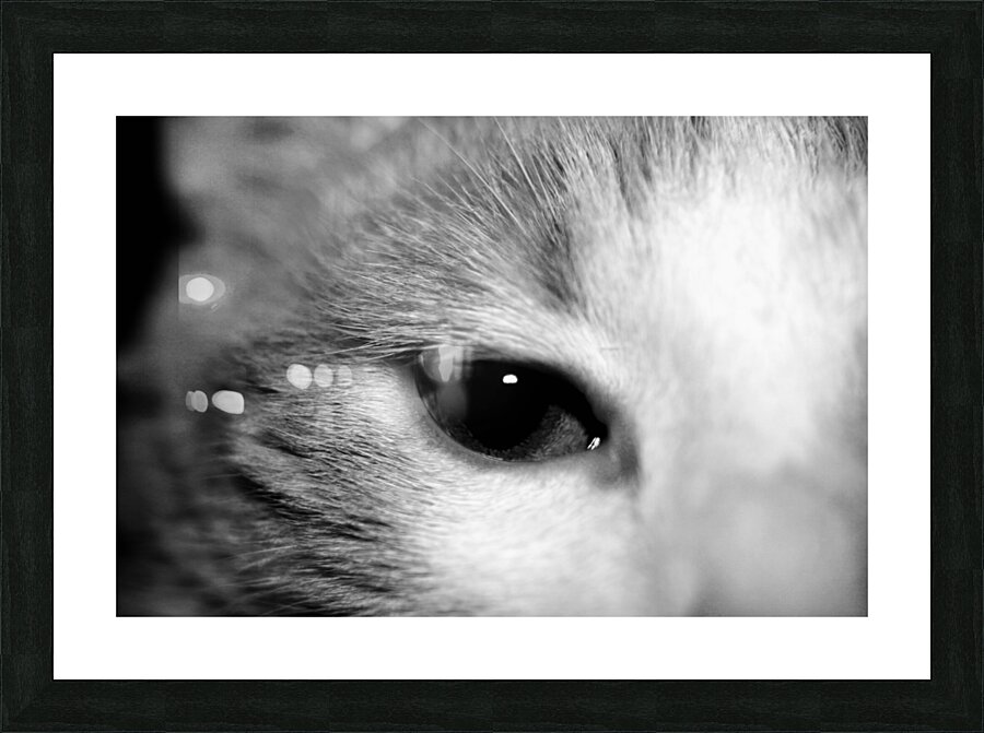 Cat’s eye Picture Frame print