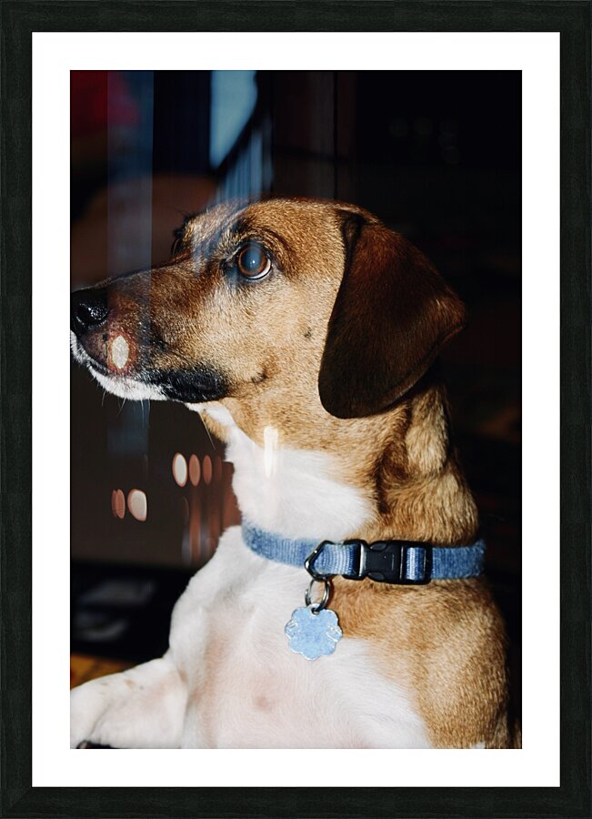 Beagle Profile Picture Frame print