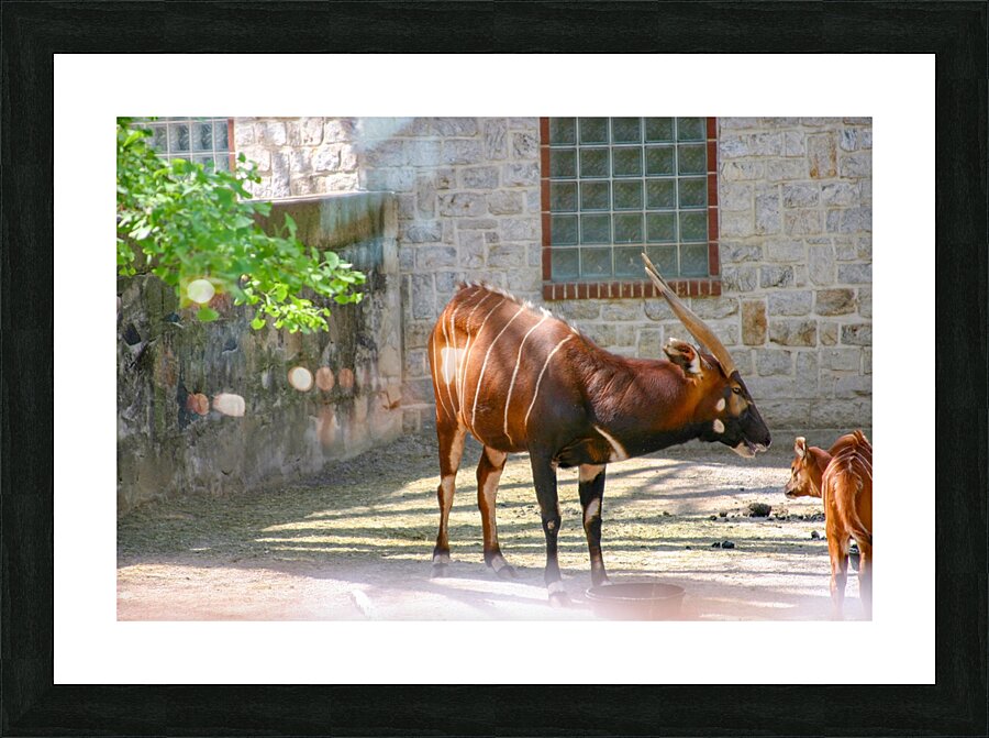 African antelope Picture Frame print