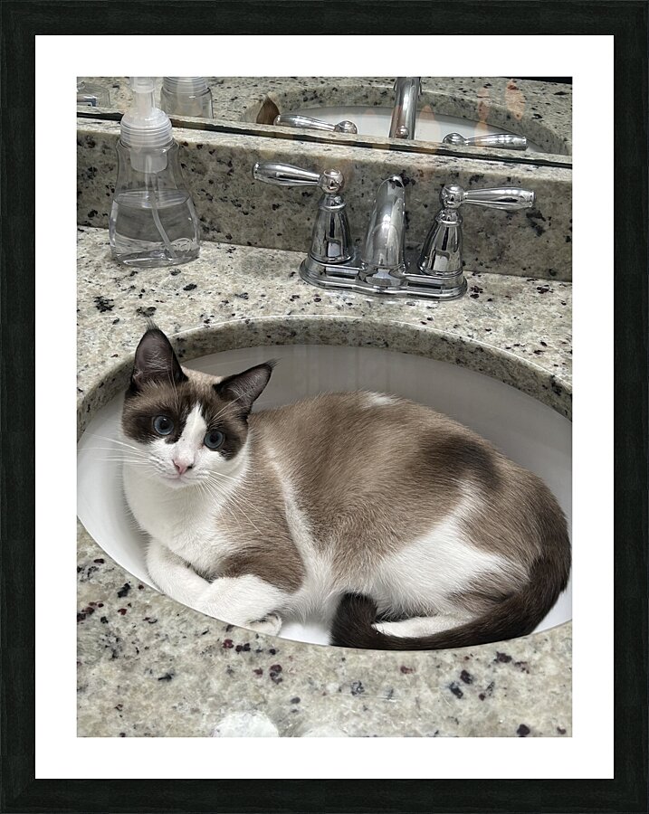 Cat in sink Picture Frame print