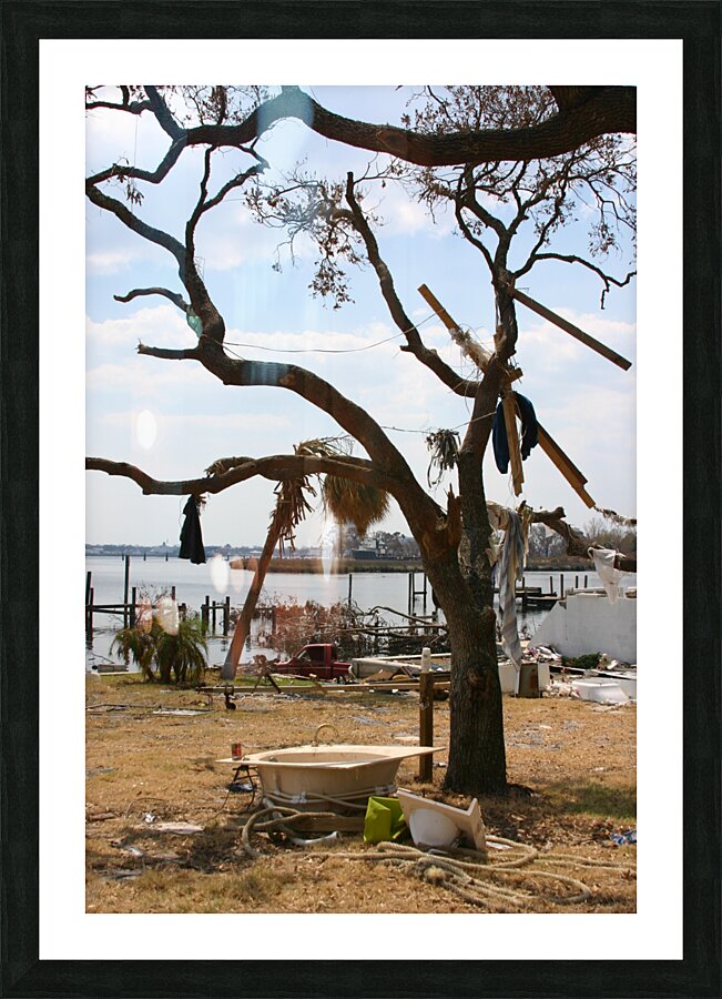 Tree after hurricane  Picture Frame print