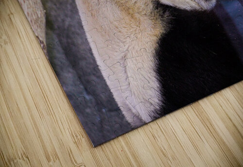 Panda Profile SgtPro puzzle