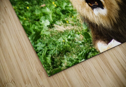 Yawning Lion SgtPro puzzle