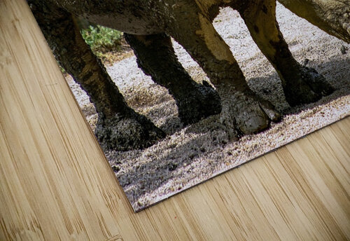 Rhinoceros SgtPro puzzle