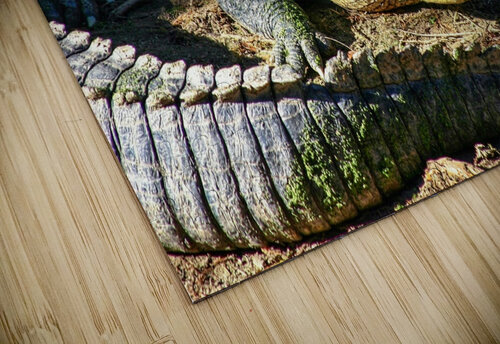 Alligator SgtPro puzzle