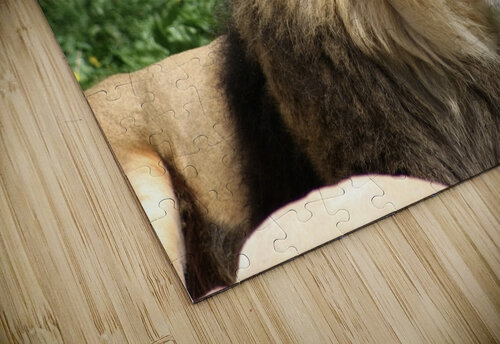 Lion looking right SgtPro puzzle