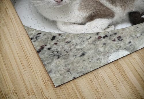 Cat in sink SgtPro puzzle