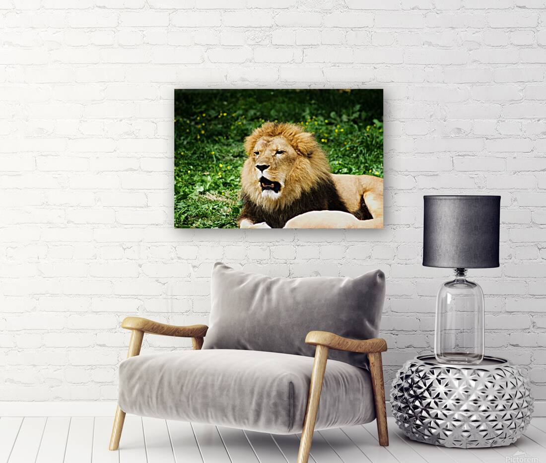 Yawning Lion Reproduction