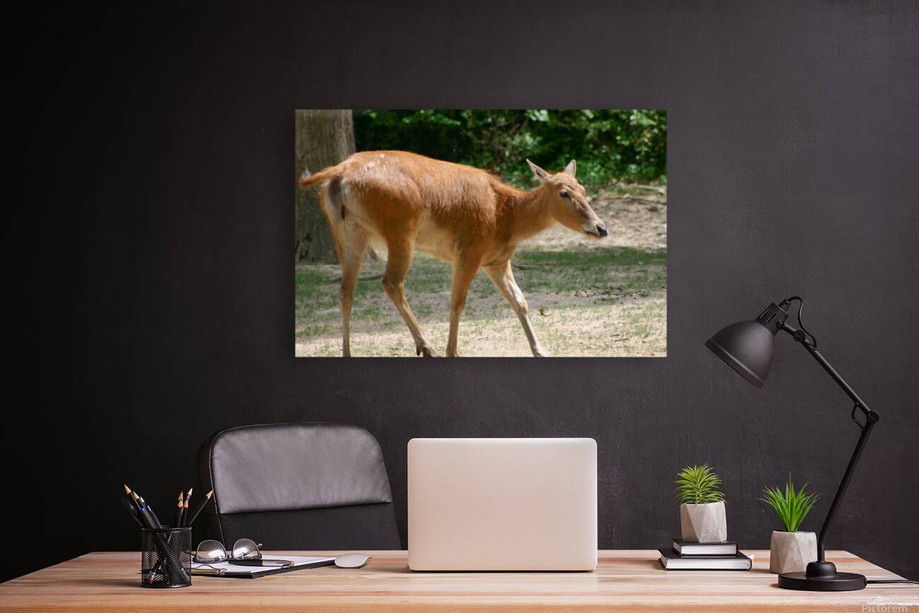 Deer Reproduction