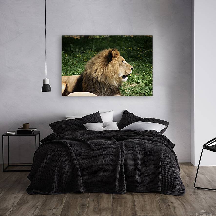 Lion looking right Reproduction