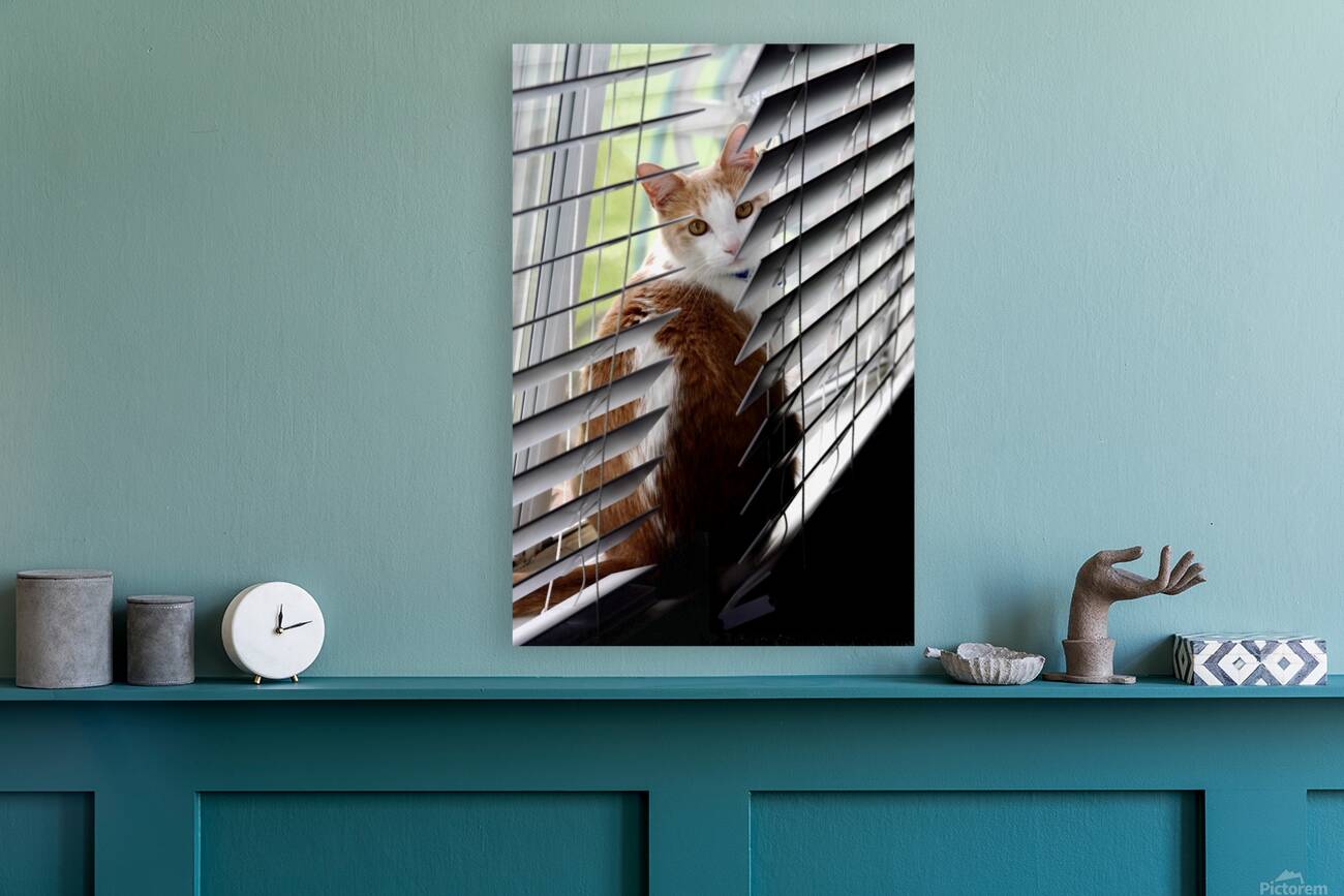 Cat in Blinds Reproduction