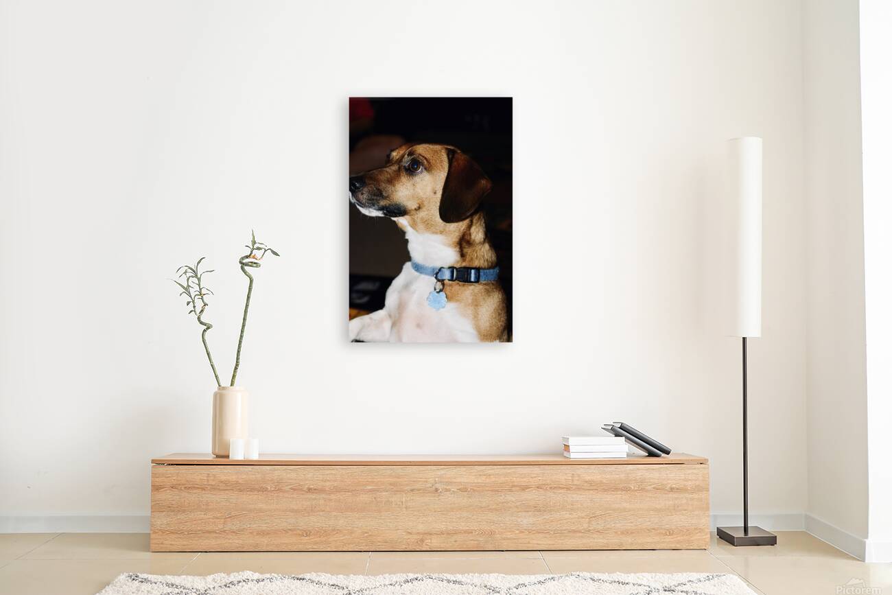 Beagle Profile Reproduction