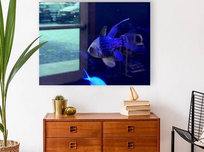  Blue fish in tank near door by SgtPro