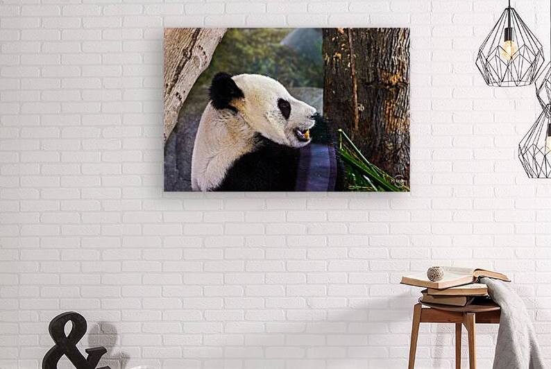 Panda Profile by SgtPro