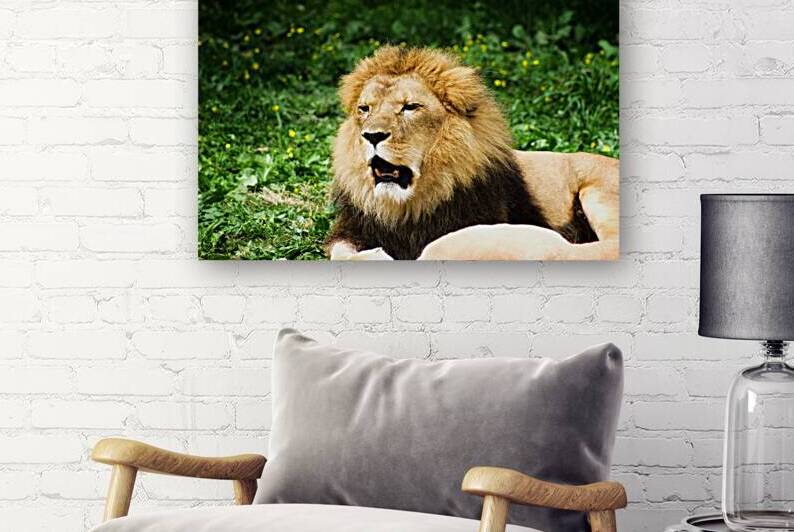 Yawning Lion by SgtPro