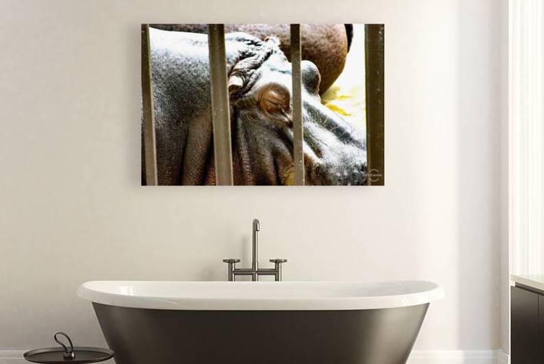 Hippopotamus by SgtPro