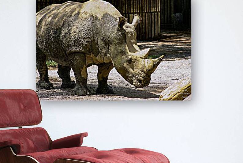 Rhinoceros Reproduction