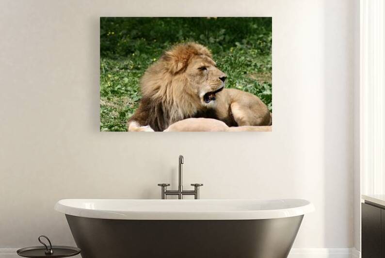 Lion yawns by SgtPro