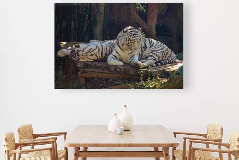 Two white tigers in zoo by SgtPro