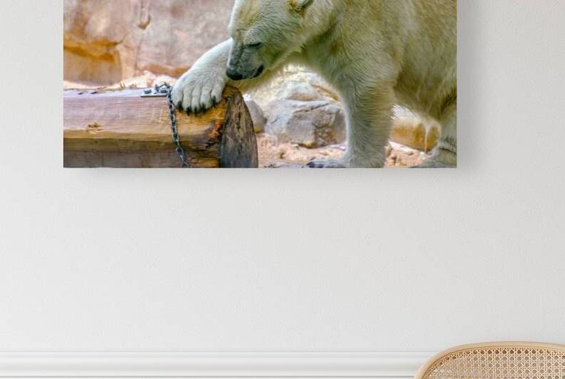 Polar bear scratches log by SgtPro