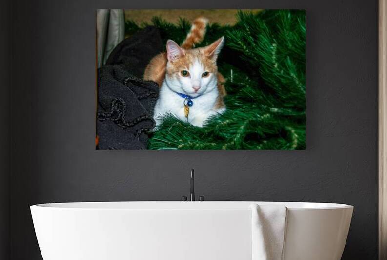 Tabby Cat on Christmas Wreath by SgtPro