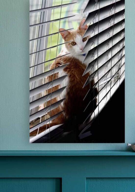 Cat in Blinds by SgtPro
