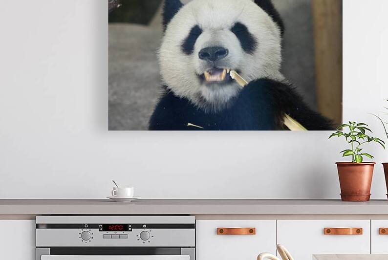 Panda eating stalk by SgtPro