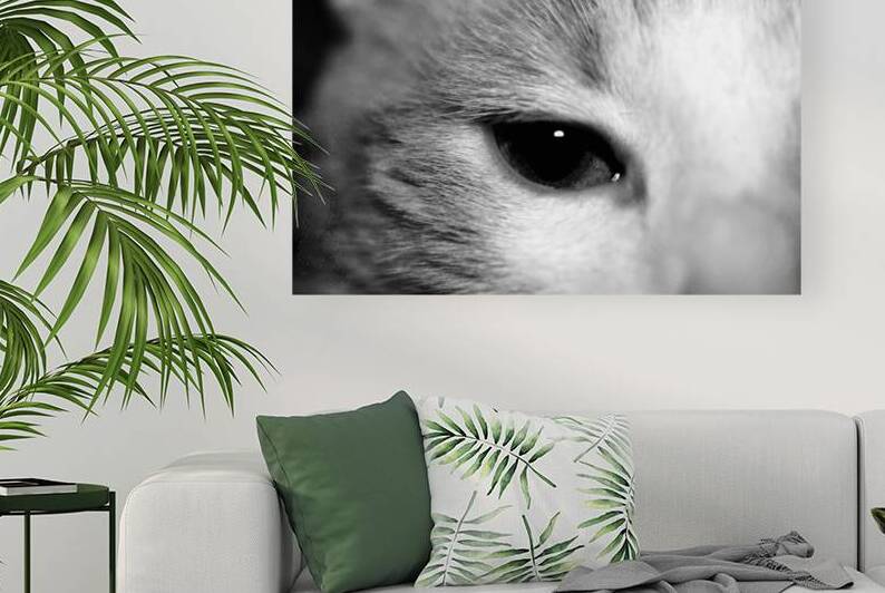 Cat’s eye by SgtPro