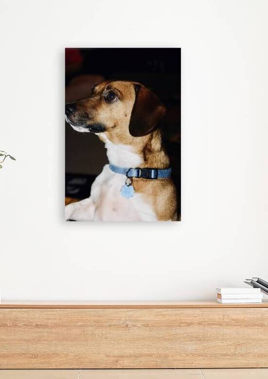 Beagle Profile by SgtPro